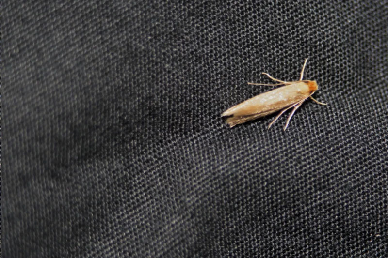 Как защитить ковер от моли Как защитить ковер от моли